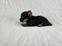 Arwen (Teacup, AKC), a female Yorkshire Terrier for sale in Mesa, AZ – Photo 2 of 7