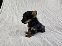 Arwen (Teacup, AKC), a female Yorkshire Terrier for sale in Mesa, AZ – Photo 4 of 7