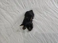 Arwen (Teacup, AKC), a female Yorkshire Terrier for sale in Mesa, AZ – Photo 5 of 7