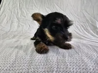 Arwen (Teacup, AKC), a female Yorkshire Terrier for sale in Mesa, AZ – Photo 1 of 7