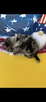 Earl, a male Yorkshire Terrier for sale in Grand Prairie, TX – 2 of 3
