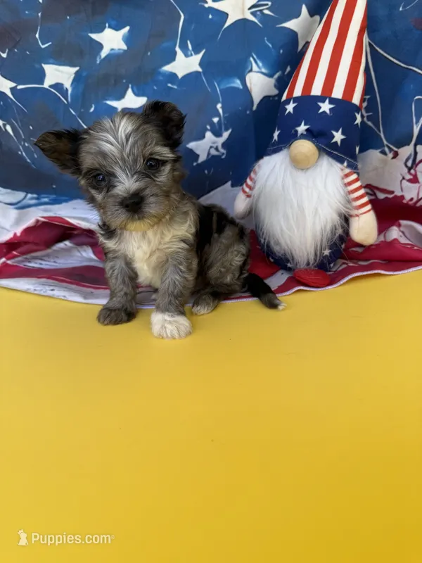 Earl – Yorkshire Terrier puppy for sale in Grand Prairie, TX