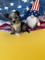 Earl, a male Yorkshire Terrier for sale in Grand Prairie, TX – 1 of 3