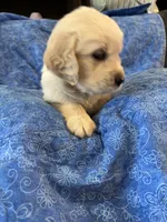 Grey Boy, a male Golden Retriever and English Cream Golden Retriever for sale in Marana, AZ – 2 of 7
