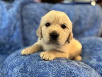 Grey Boy, a male Golden Retriever and English Cream Golden Retriever for sale in Marana, AZ – 3 of 7