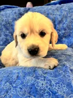 Yellow boy, a male Golden Retriever and English Cream Golden Retriever for sale in Marana, AZ – 2 of 7