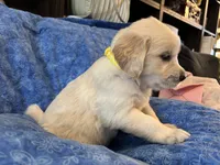 Yellow boy, a male Golden Retriever and English Cream Golden Retriever for sale in Marana, AZ – 1 of 7