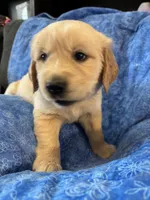 Green Boy, a male Golden Retriever and English Cream Golden Retriever for sale in Marana, AZ – 5 of 7