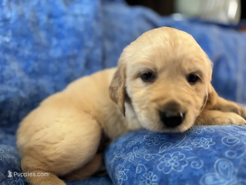 Turquoise Boy – Golden Retriever, English Cream Golden Retriever puppy on hold in Marana, AZ