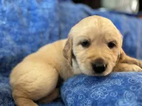 Turquoise Boy, a male Golden Retriever and English Cream Golden Retriever for sale in Marana, AZ – 1 of 7
