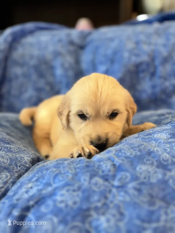 Red Boy – Golden Retriever, English Cream Golden Retriever puppy for sale in Marana, AZ