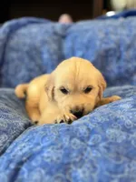Red Boy, a male Golden Retriever and English Cream Golden Retriever for sale in Marana, AZ – 1 of 7