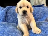 Yellow boy, a male Golden Retriever and English Cream Golden Retriever for sale in Marana, AZ – 3 of 7