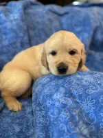 Turquoise Boy, a male Golden Retriever and English Cream Golden Retriever for sale in Marana, AZ – 2 of 7