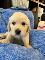 Grey Boy, a male Golden Retriever and English Cream Golden Retriever for sale in Marana, AZ – 5 of 7