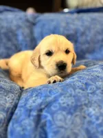 Red Boy, a male Golden Retriever and English Cream Golden Retriever for sale in Marana, AZ – 2 of 7
