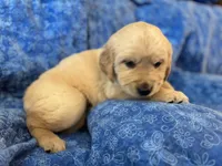 Turquoise Boy, a male Golden Retriever and English Cream Golden Retriever for sale in Marana, AZ – 4 of 7
