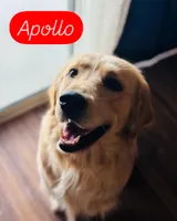 Turquoise Boy, a male Golden Retriever and English Cream Golden Retriever for sale in Marana, AZ – 7 of 7