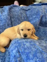 Turquoise Boy, a male Golden Retriever and English Cream Golden Retriever for sale in Marana, AZ – 3 of 7