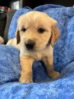 Green Boy, a male Golden Retriever and English Cream Golden Retriever for sale in Marana, AZ – 2 of 7