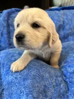 Grey Boy, a male Golden Retriever and English Cream Golden Retriever for sale in Marana, AZ – 4 of 7