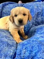 Green Boy, a male Golden Retriever and English Cream Golden Retriever for sale in Marana, AZ – 4 of 7