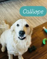 Turquoise Boy, a male Golden Retriever and English Cream Golden Retriever for sale in Marana, AZ – 6 of 7