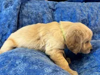 Green Boy, a male Golden Retriever and English Cream Golden Retriever for sale in Marana, AZ – 3 of 7