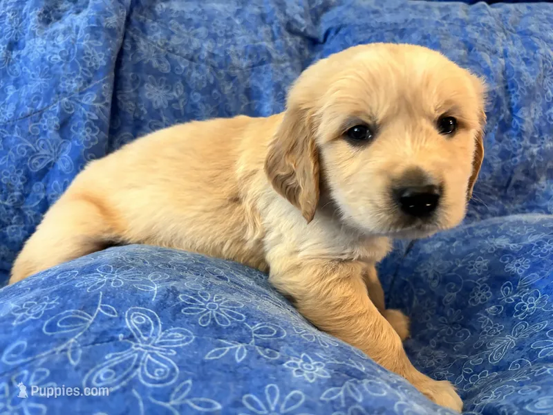 Green Boy – Golden Retriever, English Cream Golden Retriever puppy for sale in Marana, AZ