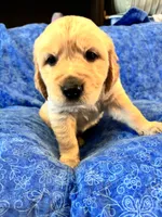 Turquoise Boy, a male Golden Retriever and English Cream Golden Retriever for sale in Marana, AZ – 5 of 7