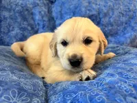 Red Boy, a male Golden Retriever and English Cream Golden Retriever for sale in Marana, AZ – 4 of 7