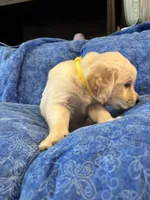 Yellow boy, a male Golden Retriever and English Cream Golden Retriever for sale in Marana, AZ – 4 of 7
