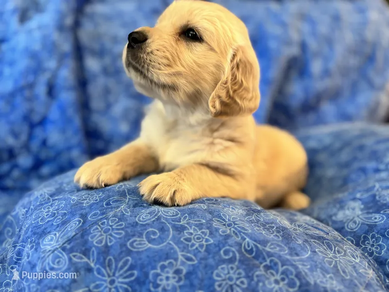 Grey Boy – Golden Retriever, English Cream Golden Retriever puppy for sale in Marana, AZ