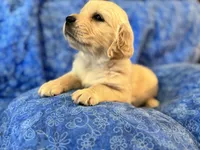 Grey Boy, a male Golden Retriever and English Cream Golden Retriever for sale in Marana, AZ – 1 of 7
