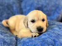 Red Boy, a male Golden Retriever and English Cream Golden Retriever for sale in Marana, AZ – 3 of 7