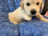 Yellow boy, a male Golden Retriever and English Cream Golden Retriever for sale in Marana, AZ – 5 of 7