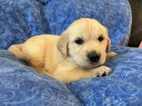 Red Boy, a male Golden Retriever and English Cream Golden Retriever for sale in Marana, AZ – 5 of 7