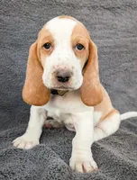 Willow, a female Basset Hound for sale in Colorado Springs, CO – 2 of 3
