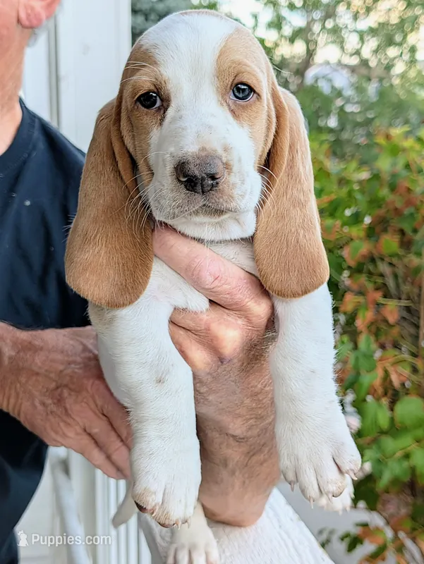 Willow – Basset Hound puppy for sale in Colorado Springs, CO
