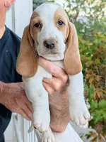 Willow, a female Basset Hound for sale in Colorado Springs, CO – 1 of 3