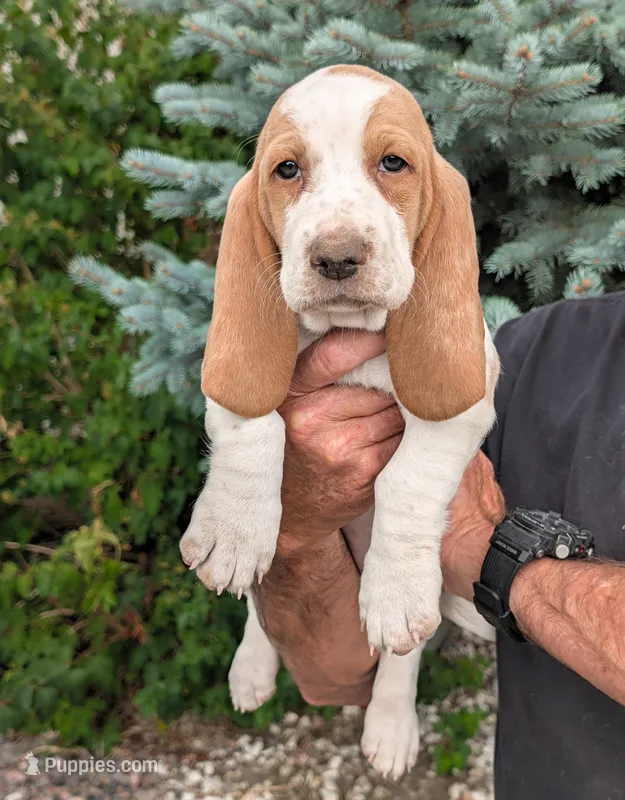 Willow – Basset Hound puppy on hold in Colorado Springs, CO