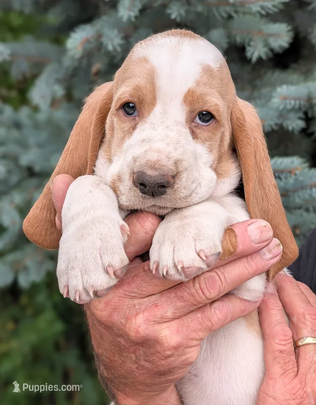 Hazel – Basset Hound puppy for sale in Colorado Springs, CO