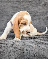 Hazel, a female Basset Hound for sale in Colorado Springs, CO – 3 of 3