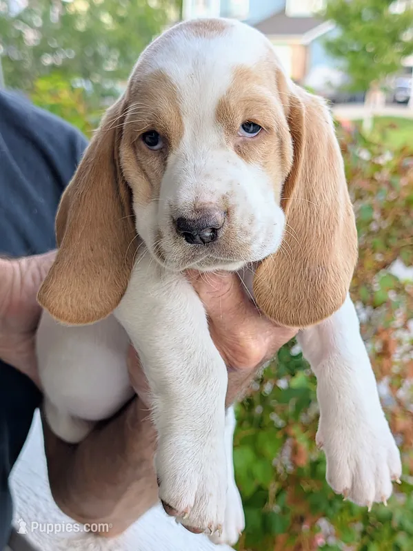 Hazel – Basset Hound puppy for sale in Colorado Springs, CO