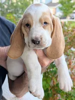 Hazel, a female Basset Hound for sale in Colorado Springs, CO – 1 of 3