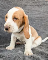 Willow, a female Basset Hound for sale in Colorado Springs, CO – 3 of 3