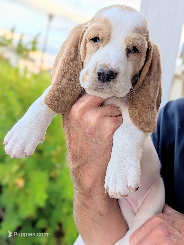 Hazel – Basset Hound puppy for sale in Colorado Springs, CO