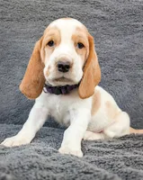 Hazel, a female Basset Hound for sale in Colorado Springs, CO – 2 of 3