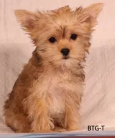BCG-T, a female Yorkshire Terrier for sale in Los Angeles, CA – 2 of 2