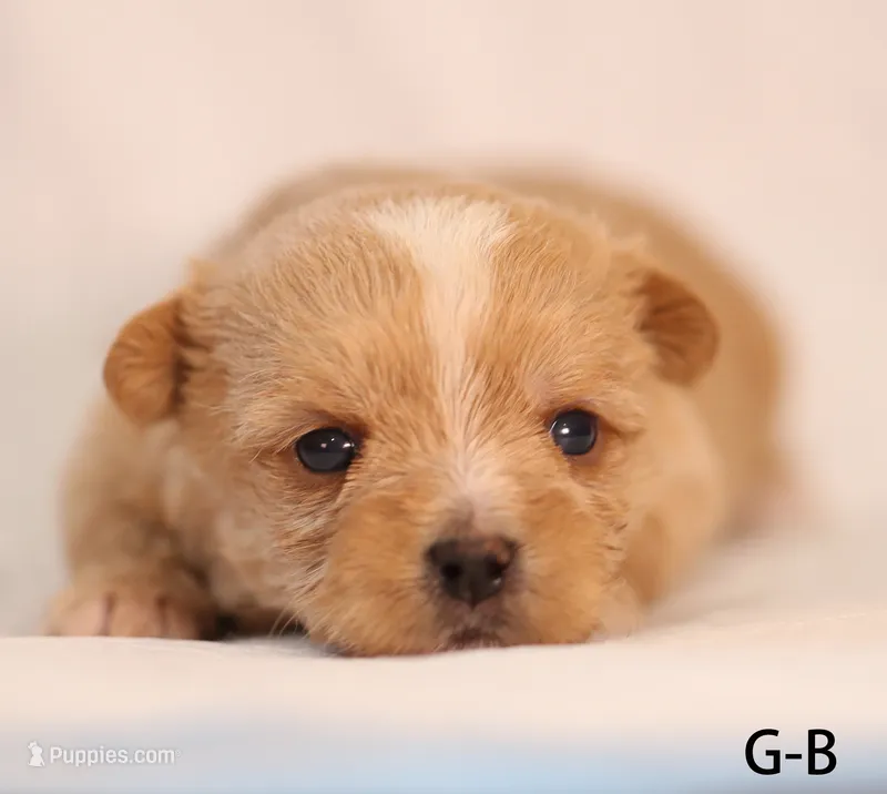 G-B – Yorkshire Terrier puppy for sale in Los Angeles, CA